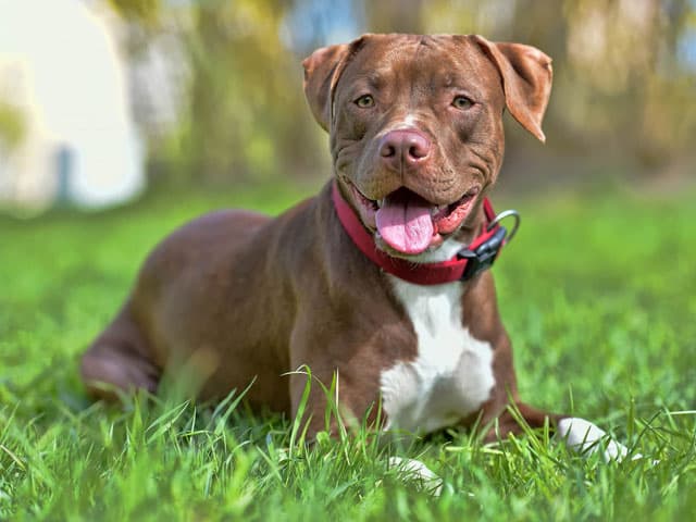 Su psicotécnico para licencia PPP en Pontevedra