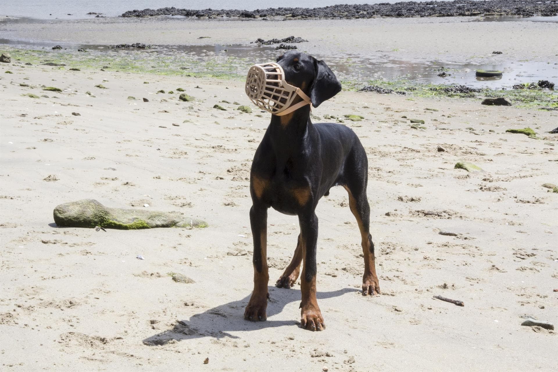 ¿En qué consiste el test psicotécnico para la licencia PPP?