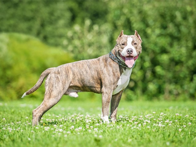 Obtenga o renueve su licencia PPP